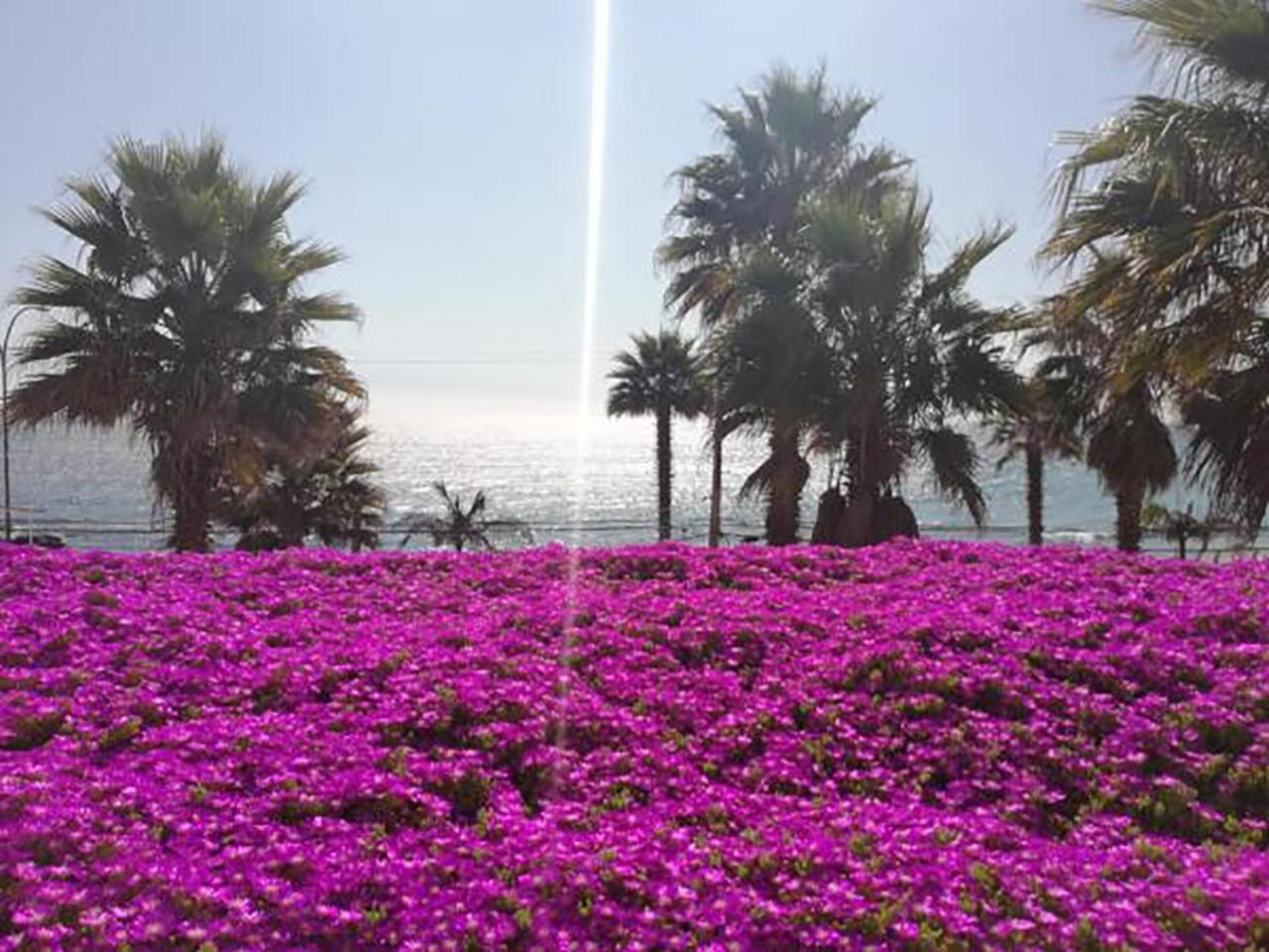 Concón Playa Paraiso Resort מראה חיצוני תמונה